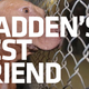 Illustration for article titled Do You Want a Dog Killer on Your Copy of Madden 2012?